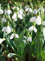 Galanthus Elwesii Beluga 